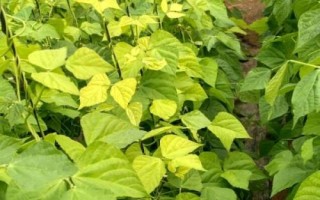 芸豆黄叶的原因，可能是水量过多未及时排水导致