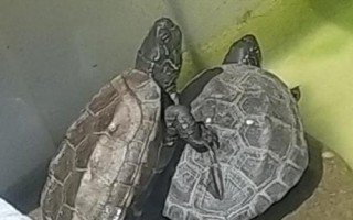 草龟晒太阳是干晒还是放水晒,可以干晒也可以放在水中晒