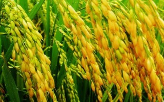 川种优639水稻品种简介,3月下旬至4月上旬播种