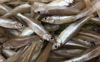 怎么诱捕黄鳝，一般可采用网捕、笼捕、聚捕等方法