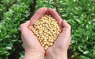 晋豆45号大豆品种简介，早熟品种