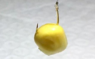 六月如何用玉米钓鱼,嫩玉米则可直接挂钩作钓