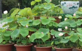 荷花为什么会烂根，可能是水量过多、施肥过量等因素造成