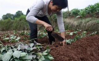 红薯的收获时间，通常是在9-11月份左右