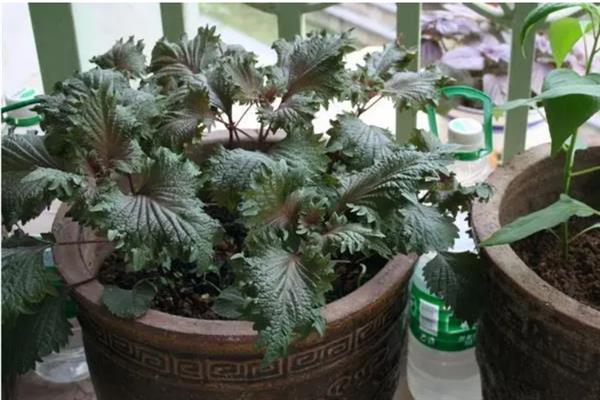 紫苏怎么养殖，生长阶段每个月追施一次肥料