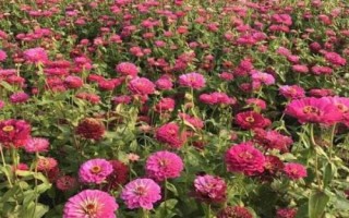 百日草怎么繁殖，主要采用播种和扦插的方法