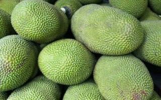 菠萝蜜怎么看是否成熟,可以观察外壳颜色或摸外壳硬度等