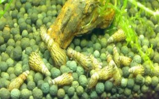 养马来螺需要用沙子吗，没有沙子也能养