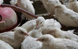 鹌鹑为什么会乱啄，大多都是因为养殖过密，鹑舍不干净而造成的