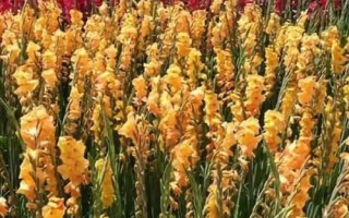 唐菖蒲怎么养殖，夏季要避免阳光直射