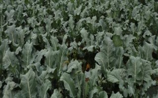 秋季种植西兰花的时间及方法,7月份育苗可在8月份定植
