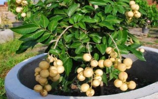 龙眼子盆栽怎么种，选择PH值在5.4-6.5之间的沙质土壤