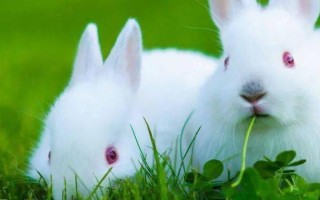 饲养孕兔的注意事项，一定要保证充足的营养
