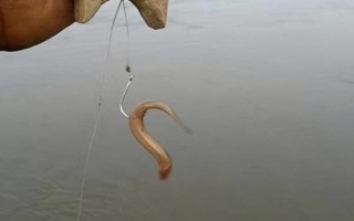 钓泥鳅怎么快速上钩，使用鲜活的虫饵具有良好效果