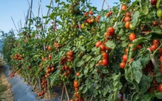 番茄枯萎病是什么病，又被称作萎蔫病