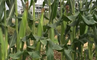 中禾107玉米种子特点，6月10日之前播种为高产期