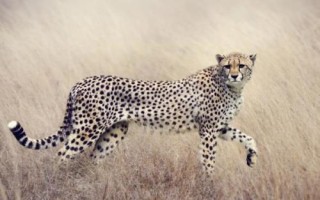 猫科动物有哪些种类,可分为猎豹亚科、豹亚科、猫亚科
