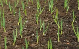 白露葱怎么种植，幼苗长出2-3片真叶后要浇水