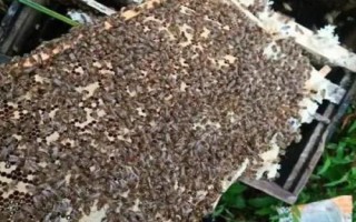 养蜜蜂怎么防止壁虎，最有效的办法是发展强群