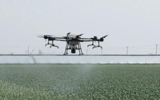 蒜苗叶尖干枯发黄的原因，可能是重茬栽种或缺乏营养所致