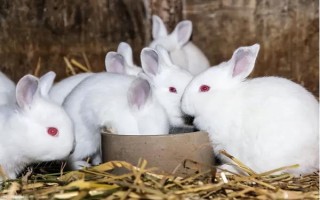 兔子繁殖的快吗，兔子的繁殖速度比较快