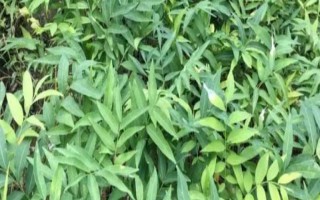 无患子树如何种植，在春季进行栽种为佳