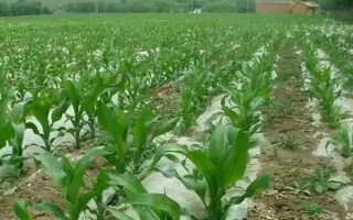 玉米示范基地强化措施,应在出苗后及时查看是否缺苗