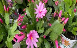 夏天可以扦插假昙花吗,初夏是扦插的好时机