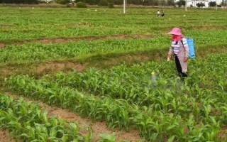 龙单80玉米种子特征特性，选择中上等肥力地块种植