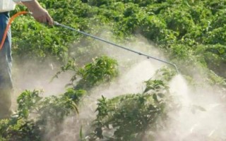 番茄青枯病的防治方法，首先可选育抗病品种