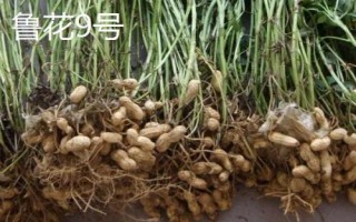 花生的产地，辽宁和山东等地为主产区