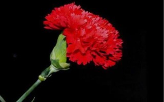 红色康乃馨适合送什么人，适合赠送给母亲或师长