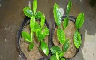 栀子花的繁殖方式，主要分为有性繁殖和无性繁殖