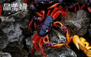 螃蟹有几条腿，大多是横着走路