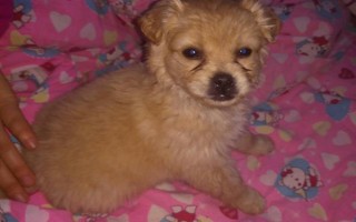 幼犬30天断奶后吃什么东西，建议喂食宠物专用的羊奶粉