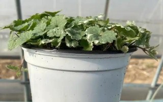 怎么养金钱薄荷，水养一定要保持水质清洁