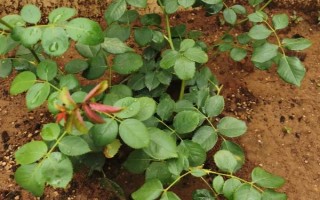 地栽月季不长如何处理，需要及时为其浇水施肥