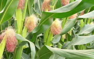 K玉15玉米品种简介，注意防治纹枯病