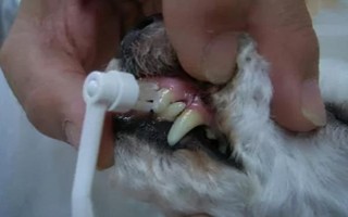 狗狗口臭的原因,可能是患有口腔和牙科病