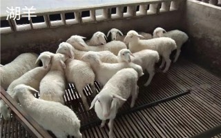 羊的繁殖性能介绍，不同品种的繁殖能力有区别