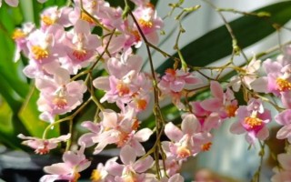 父亲节适合送什么花,可以选择石斛兰、向日葵等