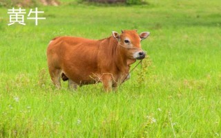黄牛和水牛有什么区别，外形、体型、习性均不同