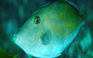 耗儿鱼的形态特征，其体型较扁且体色为蓝灰色