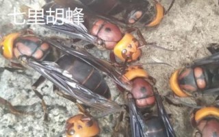 杀人蜂真的存在吗，是指某些具有攻击性和毒性的胡峰或非洲蜜蜂