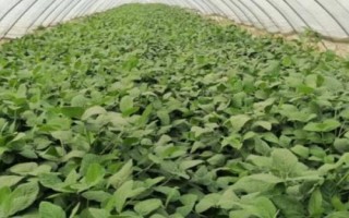 毛豆的生长期,从种植到采收大约需要90天