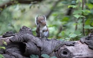 松鼠可以活多久,能活5-10年