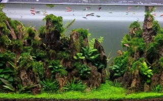 草缸里有蜗牛证明水质好吗，并不一定证明水质好