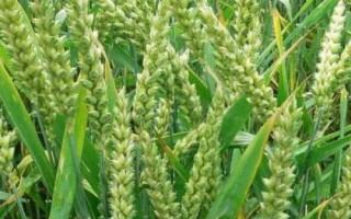 淮麦55小麦种子介绍，属半冬性品种