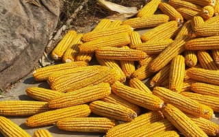 华泰甜216玉米种子特征特性