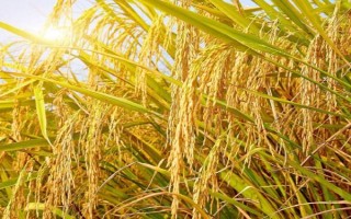 泸香8258(区试名称:金健14号)水稻品种的特性,4月上旬播种